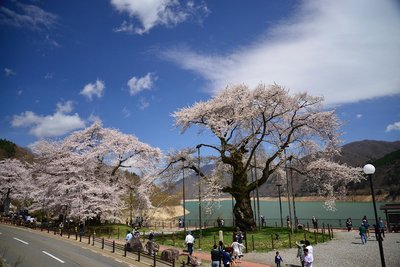 🌸 쇼카와자쿠라 공원(쇼카와자쿠라 코엔)